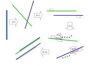 Schematische Darstellung der Einzelschritte bei der Vervielfältigung von DNA-Abschnitten (grüne und blaue Farbe) mittels PCR. Erläuterungen siehe Text.