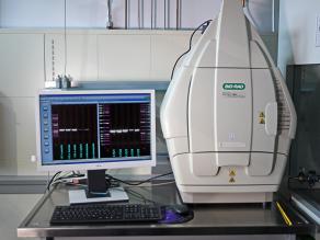 Ergebnis der Gelelektrophorese. Die nach Molekülgröße aufgetrennten DNA-Fragmente werden im UV-Licht als Banden sichtbar.