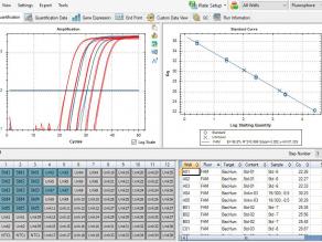 Auswertesoftware für die Real-Time PCR mit den Amplifikationskurven der Standards, aus denen die Eichkurve erstellt wird.