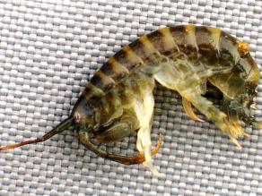 Der Höckerflohkrebs Dikerogammarus villosus ist ein illegaler Einwanderer, der den im Bodensee erobert.