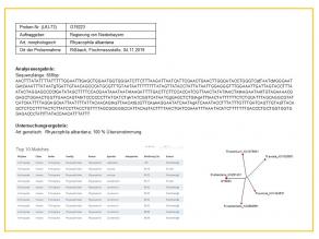 Untersuchungsbefund mit Angaben zur untersuchten Probe, DNA-Sequenz, Ergebnis der Sequenzanalyse und Stammbaum