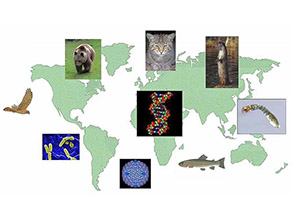 Auf der Abbildung sind Anwendungsbeispiele für DNA-Untersuchungen im Bereich der Umweltanalytik dargestellt.