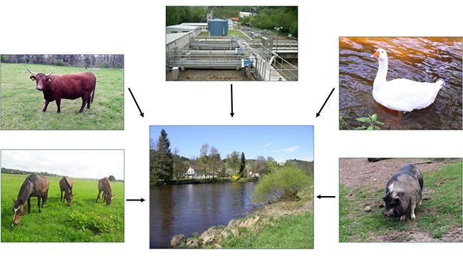 Als mögliche Eintragsquellen dargestellt sind Rinder, Gänse, Schweine, Pferde und Kläranlagen