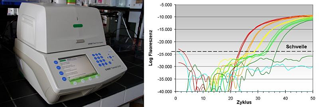 links Analyse-Gerät, rechts Ergebnisse der Fluoreszenzmessung als Grafik