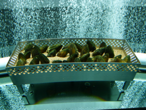 Ein Aquarium mit Flussmuscheln.