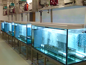 Aquarien in einem Laborraum.