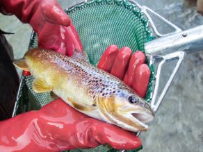 Eine Person hat eine Forelle aus einem Cacher genommen und hält diese nun in den Händen. Eine Person hat eine Forelle aus einem Cacher genommen und hält diese nun in den Händen.