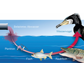 Wenn belastetes Abwasser freigesetzt wird, werden Schadstoffe zunächst von Plankton aufgenommen. Dieses wird von Friedfischen gefressen, diese wiederrum von Raubfischen und letztere werden von Wasservögeln gefressen. Anhand dieser Nahrungskette wird Bioakkumulation deutlich.