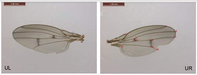 Measuring of characteristic structures shows the influence of chemical stressors on insects