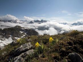 Panoramabild der Gipfel der Berchtesgadener Alpen mit Alpenblumen