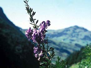 genus aconitum in mountains