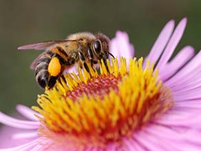 Biene auf Blüte