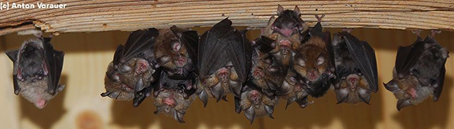 Bats