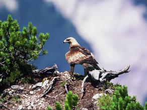 Steinadler sitzend auf einem Felskopf mit Latschen, Kopf nach links gewandt, von hinten fotografiert. Deutlich erkennbar sind der starke Schnabel und die befiederten Beine.