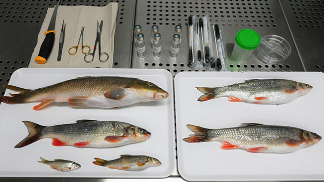 Barben, Nasen und ein Schneider (alles Fischarten) auf einem Sektionstisch mit Materialien zur Probennahme im Labor