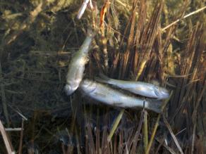 Nahaufnahme von drei toten Fischen im Schilf, die mit der Bauchseite nach oben an der Wasseroberfläche treiben