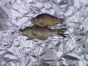 Zwei tote Fische werden geborgen und in Alufolie verpackt