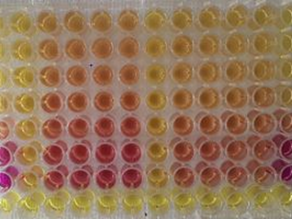 Dargestellt ist eine komplett gefüllte Mikrotiterplatte. Eine gelbe Farbe der in einem Well (Kavität) befindlichen Flüssigkeit zeigt die Abwesenheit östrogener Aktivität an, rote Färbung zeigt östrogene Aktivität an.
