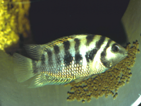 Zebrabuntbarsch im Aquarium.