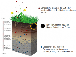 Schematisches Bodenprofil mit Darstellung von Stoffverteilungen: 1. Schadstoffe, die über die Luft, also von oben, in den Boden eingetragen werden, 2. der Humusgehalt im Boden, 3. Natürlich vorhandene, aus dem Ausgangsgestein stammende (Schad-) Stoffe.