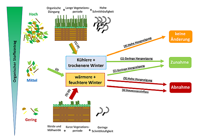 Die komplexen Wechselwirkungen, die zu Zu-, oder Abnahmen führen bzw. keine Veränderung der OC-Vorräte bedingen, werden durch verschiedene kleine Bildchen (z.B. Blätter und Aststücke als Symbol für organischen Stoffeintrag oder Sensen für Schnitthäufigkeit) und Textkästen, die durch Pfeile verbunden sind, dargestellt.
