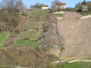 Hang mit alten Weinbauterrassen und Wälle aus aufgelesenen und aufgeschichteten Steinen