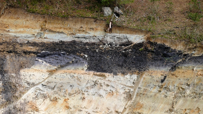 Bodenaufschluss, bei dem die schwarze Schieferkohle freigelegt wurde