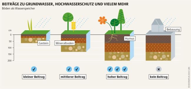 Infografik mit vier Bodensäulen von 0 bis 200 cm. Säule 1: Boden über Gestein – kleiner Beitrag zur Wasserspeicherung. Säule 2: Mineralboden – mittlerer Beitrag. Säule 3: humusreicher, gut durchwurzelter Boden – hoher Beitrag. Säule 4: versiegelter Boden mit Bebauung – kein Beitrag zur Wasserspeicherung. Infografik mit vier Bodensäulen von 0 bis 200 cm. Säule 1: Boden über Gestein – kleiner Beitrag zur Wasserspeicherung. Säule 2: Mineralboden – mittlerer Beitrag. Säule 3: humusreicher, gut durchwurzelter Boden – hoher Beitrag. Säule 4: versiegelter Boden mit Bebauung – kein Beitrag zur Wasserspeicherung.