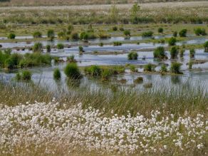 Eine weitläufige Moorlandschaft mit kleinen Wasserflächen in denen sich Grasbüschel und andere grüne bis bräunliche Sumpfpflanzen befinden. Im Vordergrund wachsen weiße Wollgrasblüten. Eine weitläufige Moorlandschaft mit kleinen Wasserflächen in denen sich Grasbüschel und andere grüne bis bräunliche Sumpfpflanzen befinden. Im Vordergrund wachsen weiße Wollgrasblüten.