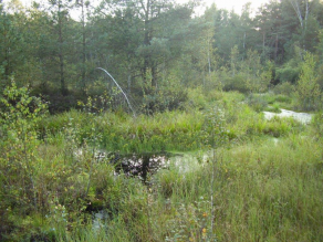 Hochmoor mit Baumbestand und verwässertem Bereich im Vordergrund.