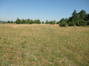 Magerrasen mit Gruppen von Wacholderheide im Hintergund.