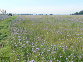 Acker mit blühender Bienenweide als Zwischenfrucht.