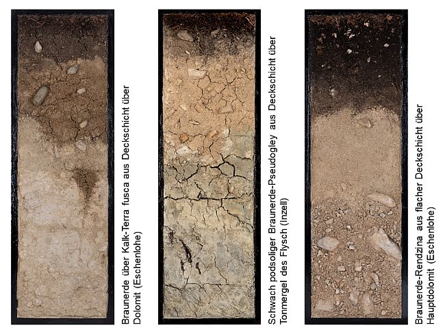 Drei Beispiele für fertige Lack- und Klebeprofile im schwarzen Rahmen: Braunerde über Kalk-Terra fusca aus Deckschicht über Dolomit (Eschenlohe), Pseudovergleyte Terra fusca aus Deckschicht über Dolomitasche (Inzell) und Braunerde-Rendzina aus flacher Deckschicht über Hauptdolomit (Eschenlohe).