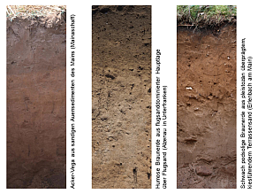 Drei Beispiele für Böden in der Rhein-Main-Niederung: Acker-Vega aus sandigen Auensedimenten des Mains (Mainaschaff), humose Braunerde aus flugsanddominierter Hauptlage über Flugsand (Alzenau in Unterfranken) und schwach podsolige Braunerde aus pleistozän überprägtem, kiesführendem Terrassensand (Erlenbach am Main).