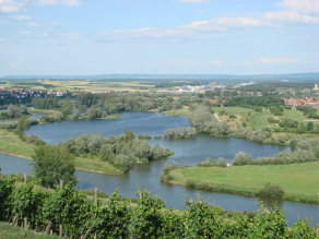 Mainaue mit Ufersaum aus Weiden