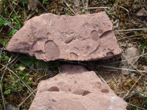 Detail: Rotbrauner Sandstein des Buntsandsteins mit dunkleren, runden Tongallen bei Burgsinn im Spessart.