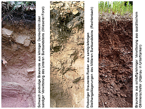 Drei Beispiele für Böden im Spessart und Odenwald: Schwach podsolige Braunerde aus lehmiger Deckschicht über sandiger Verwitterung des Unteren Buntsandsteins (Wiesener Forst), podsoliger Braunerde-Ranker aus sandig-lehmigen Steilhangablagerungen des Mittleren Buntsandsteins (Rechtenbach) und Braunerde aus schluffig-lehmiger Verwitterung aus quarzitischem Glimmerschiefer (Alzenau in Unterfranken).