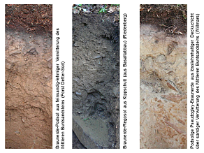 Drei Beispiele für Böden in der Rhön: Braunerde-Podsol aus feinsandig-lehmiger Verwitterung des Mittleren Buntsandsteins (Forst Detter-Süd), Braunerde-Regosol aus Kippschutt (aus Basaltabbau) (Riedenberg) und podsolige Pseudogley-Braunerde aus lösslehmhaltiger Deckschicht über sandiger Verwitterung des Mittleren Buntsandsteins (Willmars).