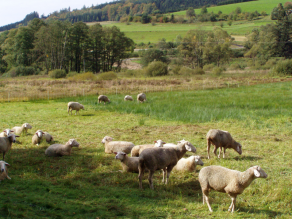 Grünlandnutzung: Weidende Schafe auf einer Nass- und Feuchtwiesewiese in einem Tal der Vorderen Rhön.