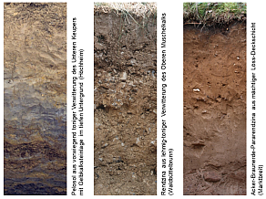 Drei Beispiele für Böden der Fränkische Platten: Pelosol aus vorwiegend toniger Verwitterung des Unteren Keupers mit Gelbkalksteinlage im tiefen Untergrund (Höchheim), Rendzina aus lehmig-toniger Verwitterung des Oberen Muschelkalks (Waldbüttelbrunn) und Acker-Braunerde-Pararendzina aus mächtiger Löss-Deckschicht (Marktbreit).