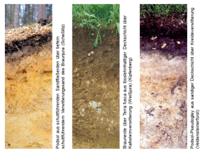 Drei Beispiele für Böden der Fränkischen und Schwäbischen Alb: Podsol aus schuttführenden Sandfließerden über tiefem schuttführendem Verwitterungssand des Braunjura (Scheßlitz), Braunerde über Terra fusca aus lösslehmhaltiger Deckschicht über Kalksteinverwitterung (Weißjura) (Kipfenberg) und Podsol-Pseudogley aus sandiger Deckschicht über Kreideverwitterung (Veldensteinerforst).
