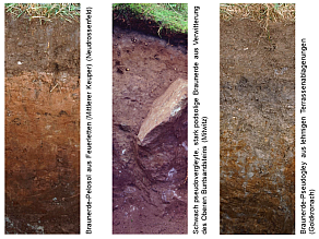Drei Beispiele für Böden im Obermain-Schollenland: Braunerde-Pelosol aus Feuerletten (Mittlerer Keuper) (Neudrossenfeld), schwach pseudovergleyte, stark podsolige Braunerde aus Verwitterung des Oberen Buntsandsteins (Mitwitz) und Braunerde-Pseudogley aus lehmigen Terrassenablagerungen (Goldkronach).