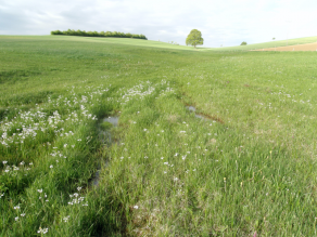 Flachwellige Feucht- und Nasswiesen mit Seggen und Binsen.