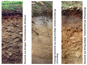 Drei Beispiele für Böden im Frankenwald, Fichtelgebirge und Vogtland: Braunerde aus lehmigem Tonschieferzersatz (Birnbaum), podsolige Braunerde aus tonig-schluffiger Schieferverwitterung (Schirnding) und Braunerde aus lehmig-sandiger Granitverwitterung (Flossenbürg).