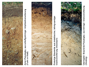 Drei Beispiele für Böden im Oberpfälzer Wald: Acker-Pseudogley aus schluffig-lehmiger Amphibolitverwitterung (Furth im Wald), podsolige Braunerde aus skelettreicher, lehmig-sandiger Granitverwitterung (Moosbach) und überkippter Braunerde-Pseudogley aus lehmiger Gneisverwitterung (Weiding).