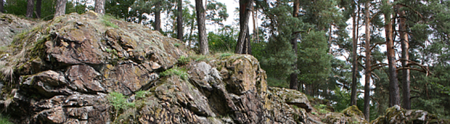Braungrauer Felsen aus Serpentin mit Klüften, Flechten, Moosen und Adlerfarn.