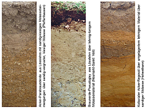 Drei Beispiele für Böden im Tertiärhügelland, auf der Iller-Lechplatte und im Donautal: Acker-Parabraunderde aus Lösslehm mit sandig-kiesigen Molassebeimengungen über sandig-vergruster, kiesiger Molasse (Pfeffenhausen), Braunerde-Pseudogley aus Lösslehm über lehmig-tonigem Molassematerial (Neumarkt-Sankt Veit) und kolluvialer Acker-Regosol über umgelagertem lehmigem Material über sandiger Molasse (Hohenthann).