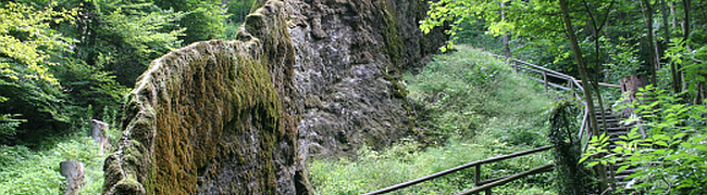 Felsenrücken im Wald, der durch Quellkalkablagerungen wächst. Mehr erfahren Sie unten über den Link 'Wachsender Felsen von Usterling'.