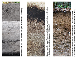 Drei Beispiele für Böden der Schwäbisch-Bayerischen Schotterplatten und Altmoränenlandschaft: Rendzina aus Alm über tiefem, kiesigem Flussmergel (Ismaning), Niedermoorgley aus Flussmergel über carbonatreichem Schotter mit abgesenktem Grundwasser (München) und Parabraunerde-Braunerde aus schluffiger Deckschicht über carbonatreichem Niederterrassenschotter (Forstenrieder Park).