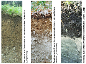 Drei Beispiele für Böden der Schwäbisch-Bayerischen Jungmoräne und Molassevorberge: Braunerde aus Fernmoräne mit sandsteinreicher Deckschicht (Lengenwang), Parabraunerde-Braunerde aus carbonatreichem, würmzeitlichem Schotter (Waakirchen) und Moorgley aus sandsteinreicher Deckschicht über Moräne (Seeg).